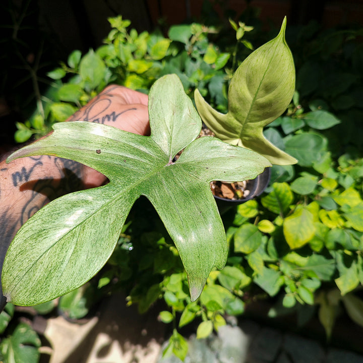 Philodendron Florida Ghost