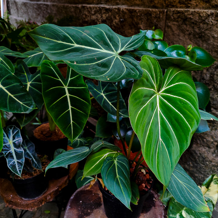 Philodendron Gloriosum