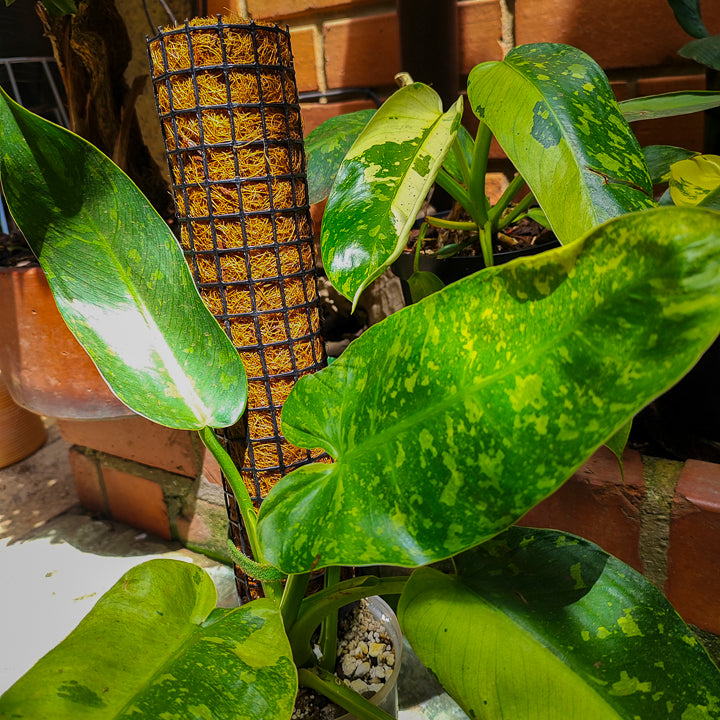 Philodendron Jose Buono Variegado