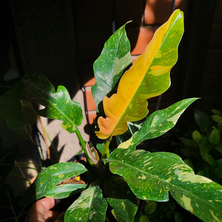 Philodendron Narrow Variegado "Ring of Fire"