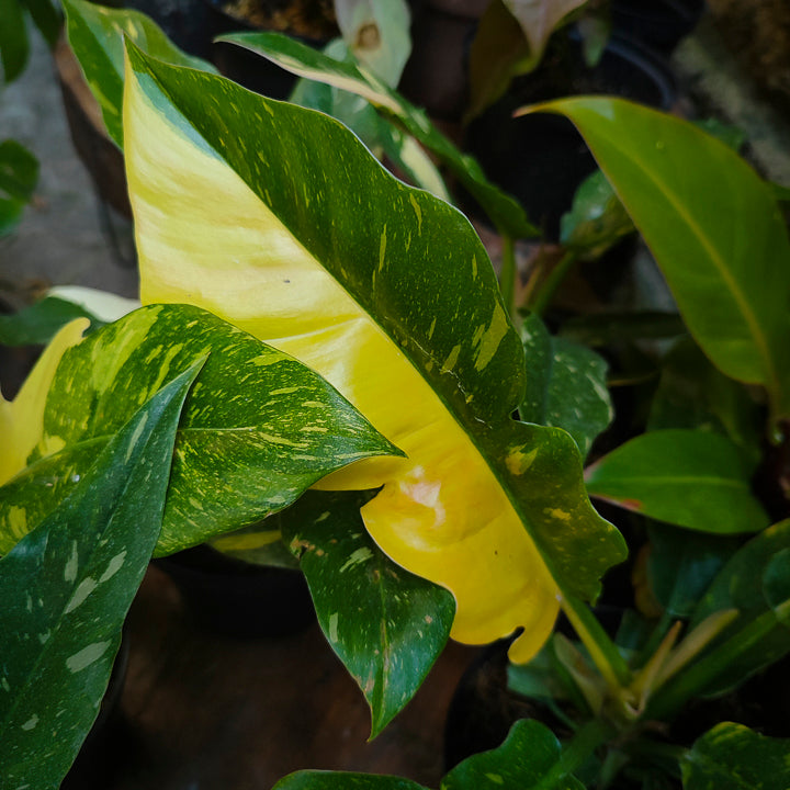Philodendron Narrow Variegado "Ring of Fire"