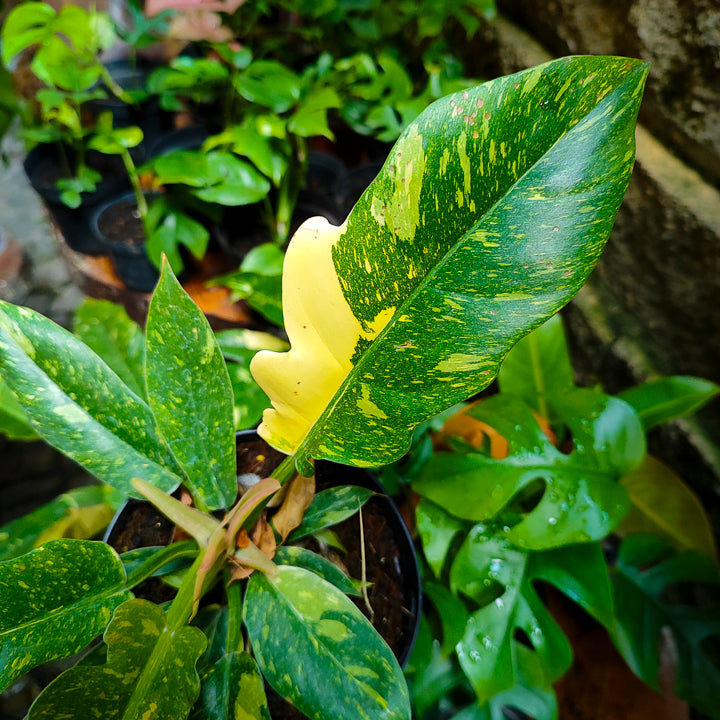 Philodendron Narrow Variegado "Ring of Fire"