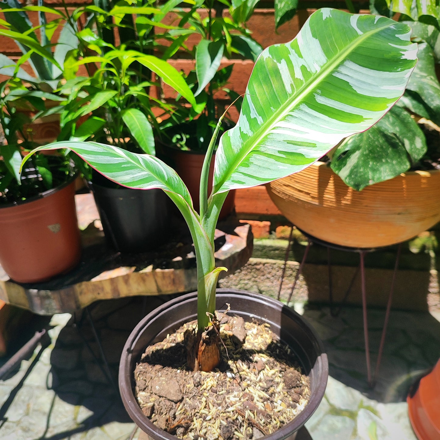 Plátano Variegado