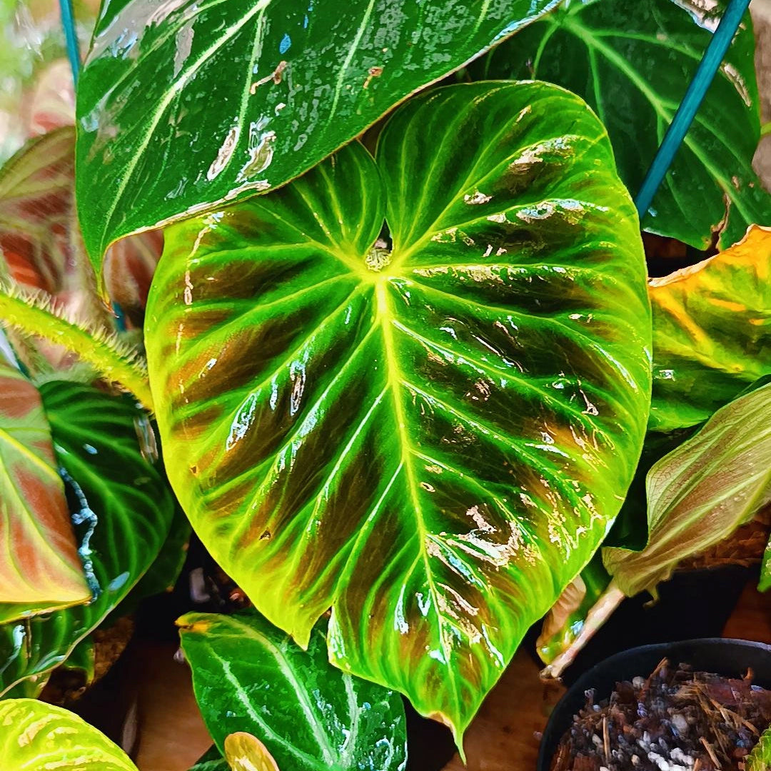 Philodendron Verrucosum
