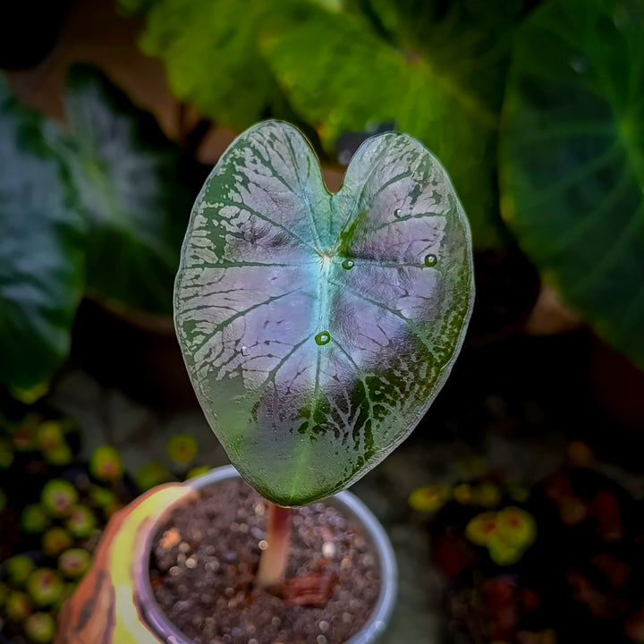 Colocasia Tossakan