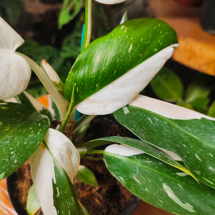 Philodendron White Wizard