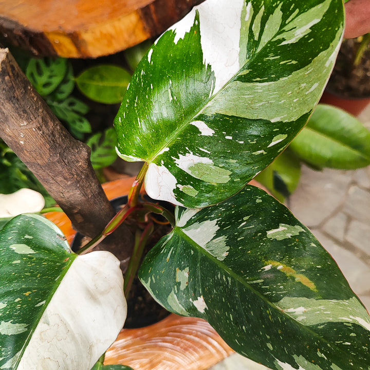 Philodendron White Princess