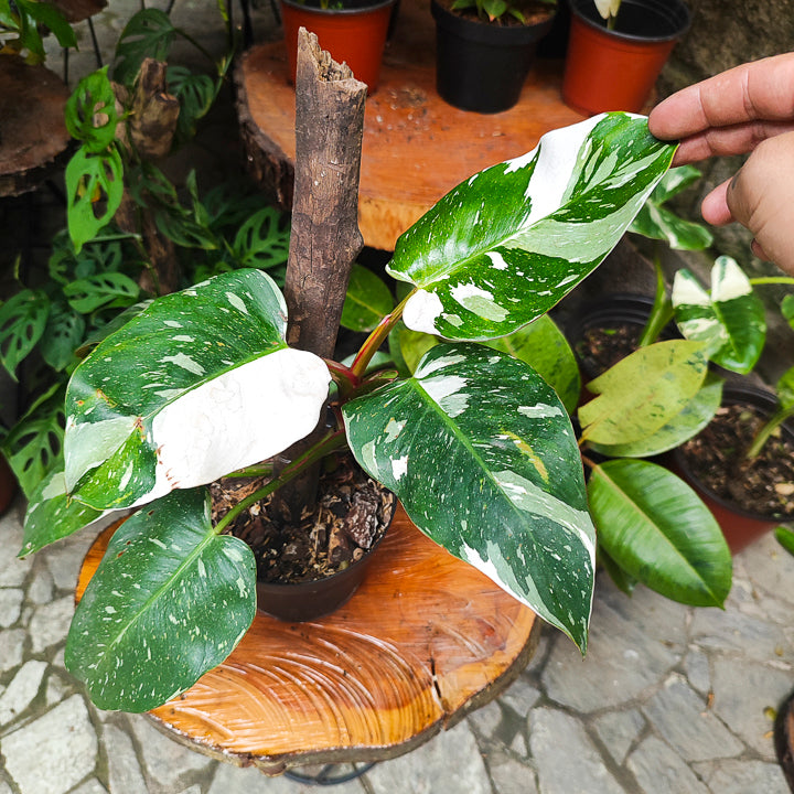 Philodendron White Princess