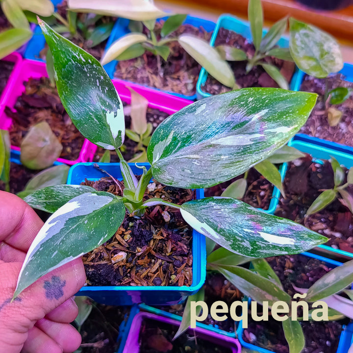 Philodendron White Wizard