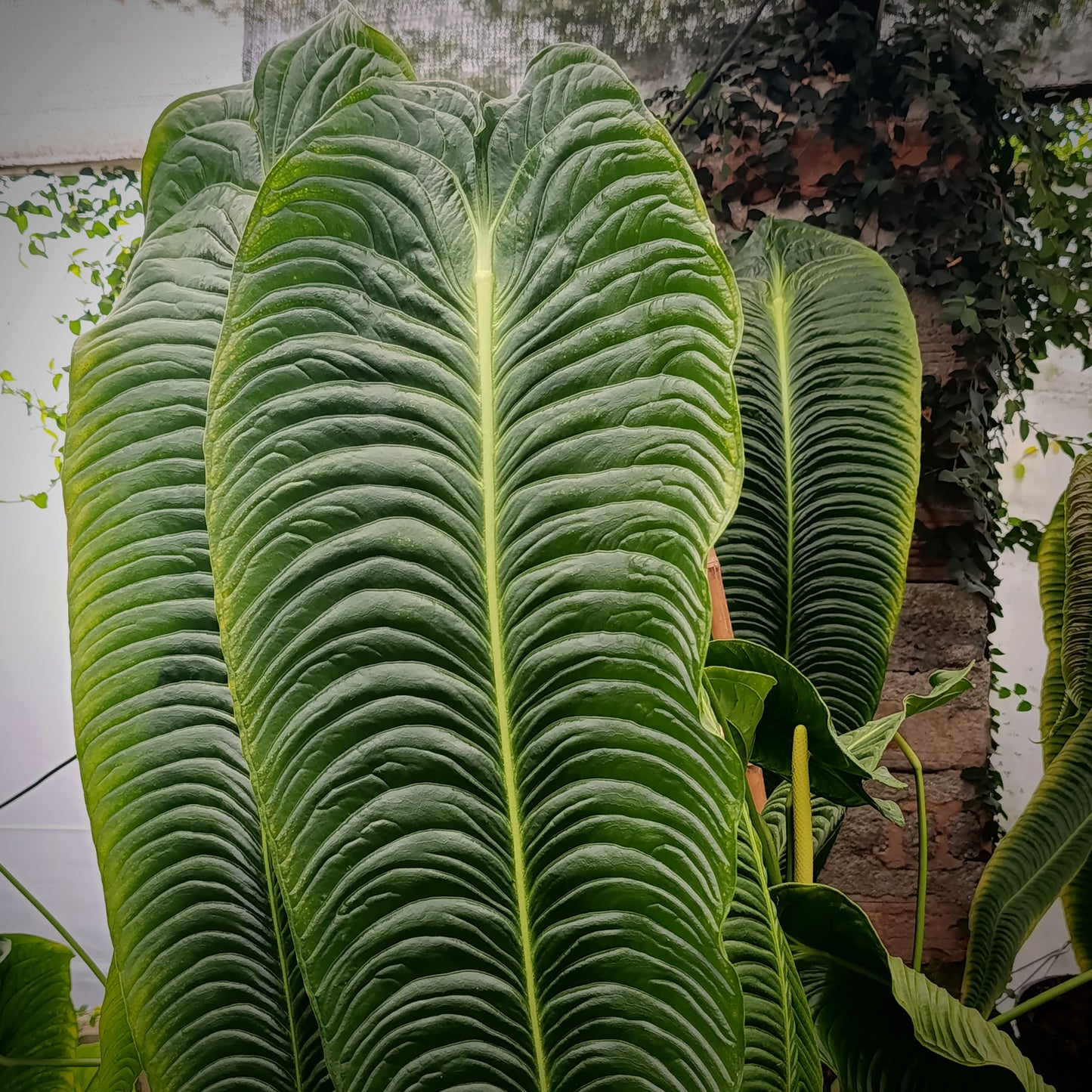 Anturio Veitchii (Rey) narrow