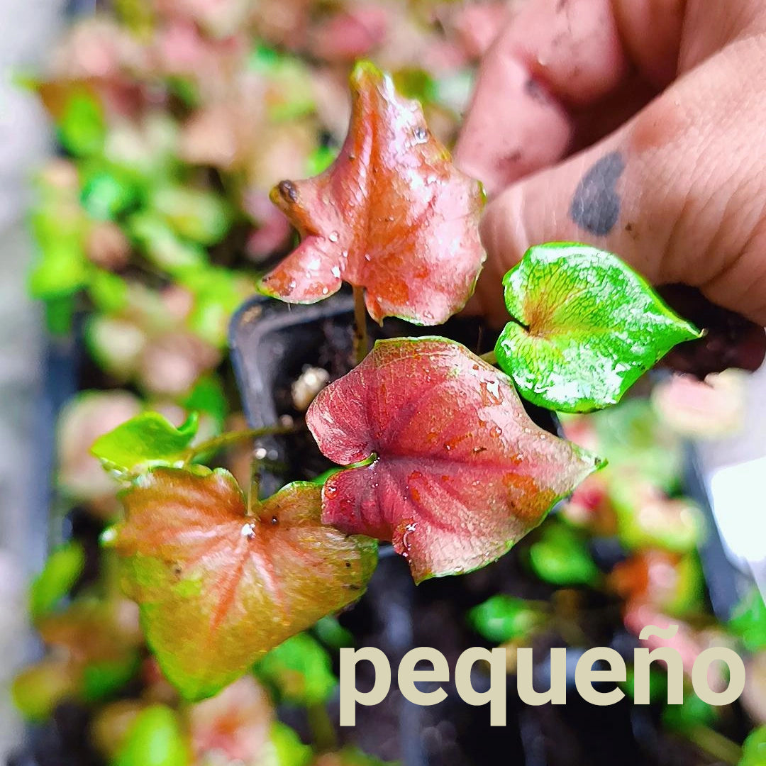 Caladium Black Knight