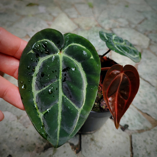 Anturio Carlablackiae