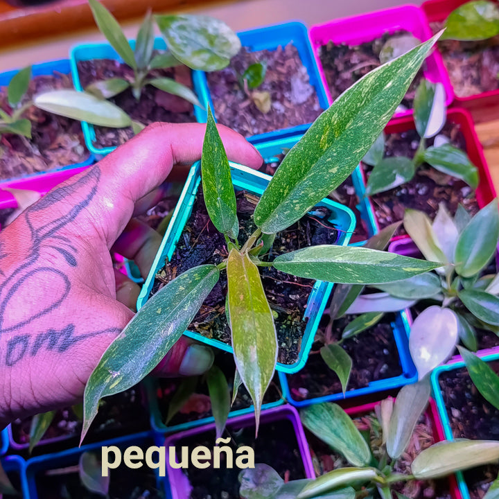 Philodendron Narrow Variegado "Ring of Fire"