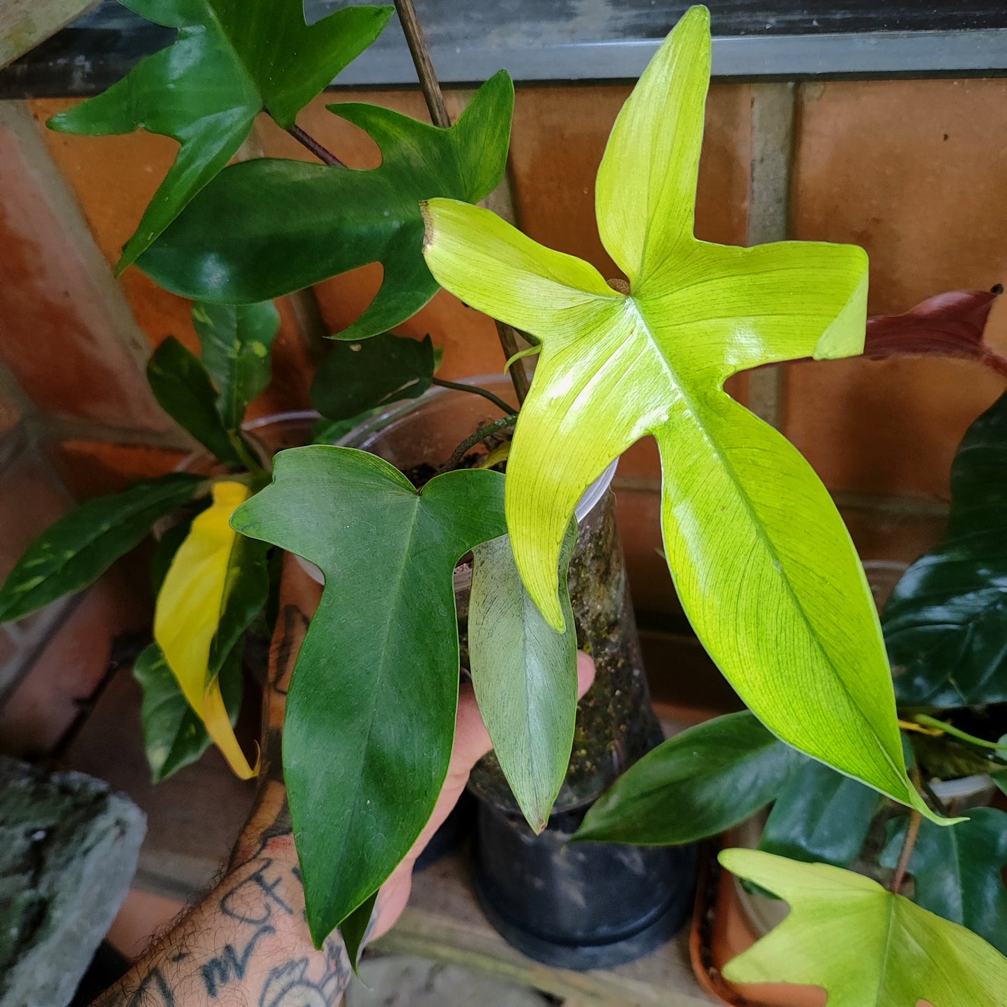 Philodendron Florida Ghost