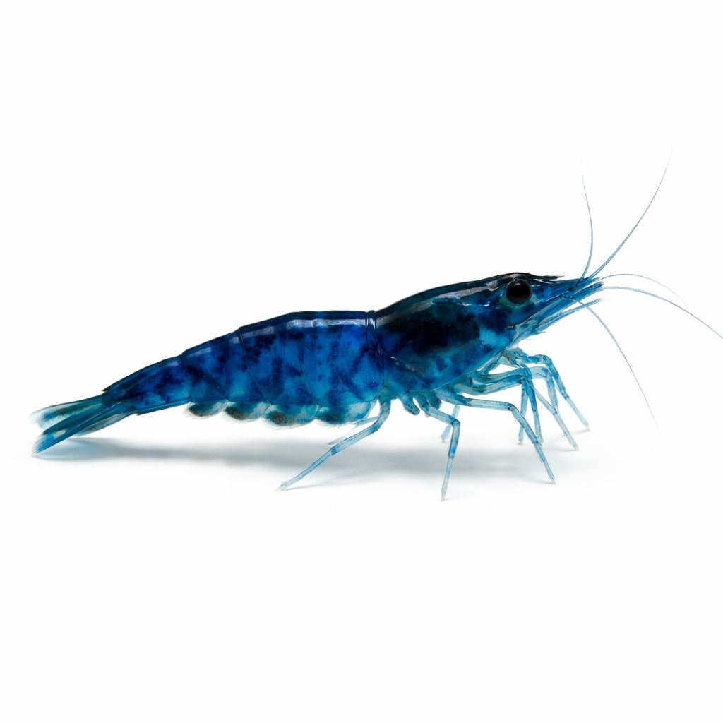 Gamba Neocaridina Azul "Blue Dream"