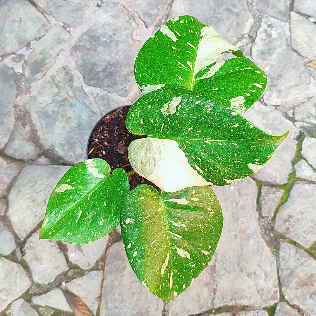 Monstera Deliciosa Variegada "Thai Constellation"