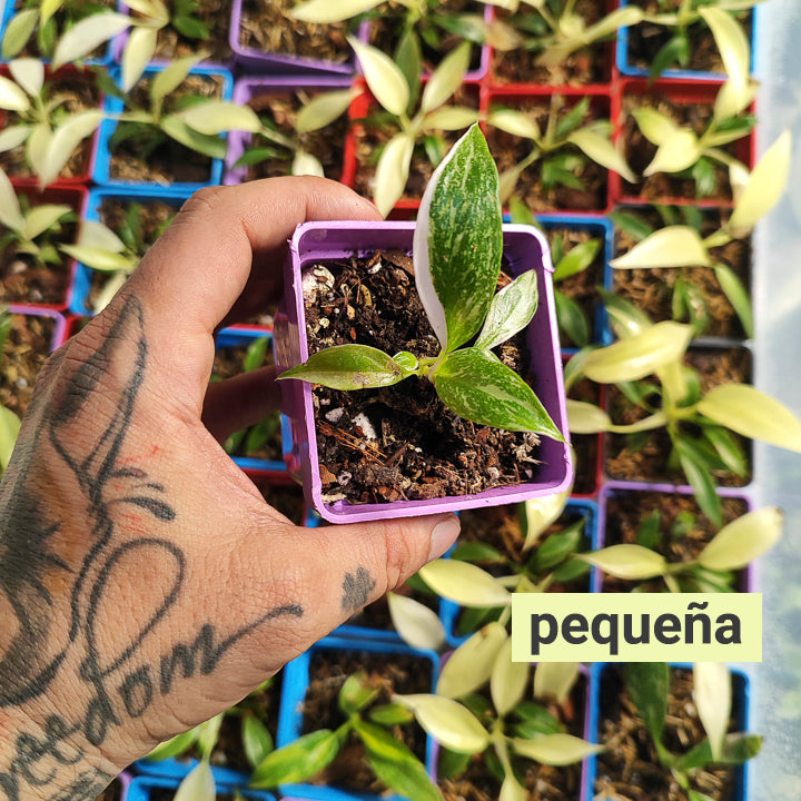Philodendron White Princess