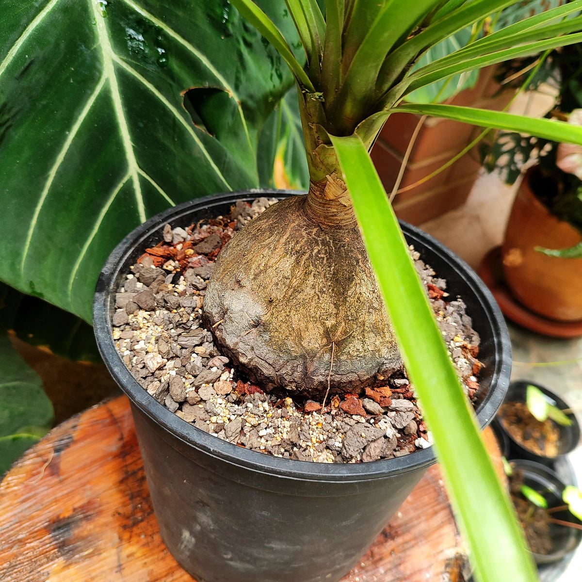 Palmera Pony