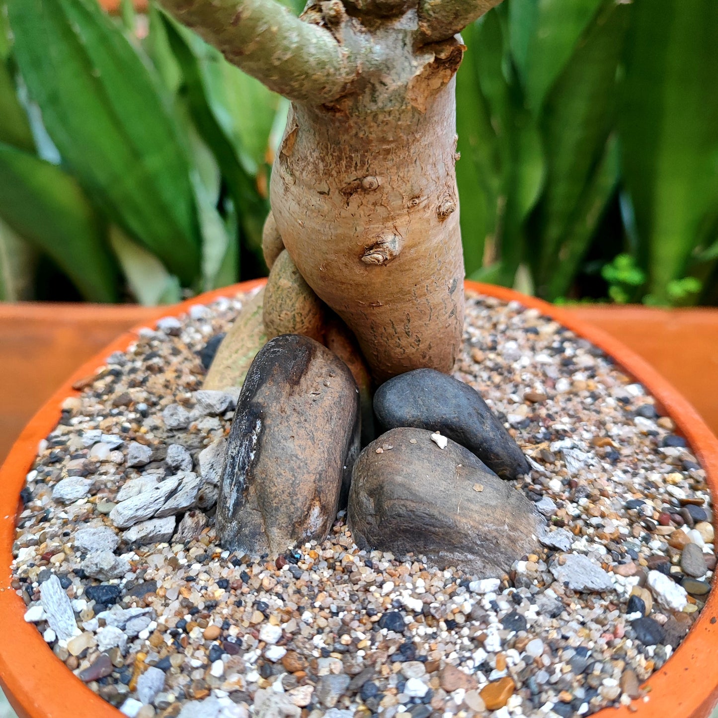 Rosa del Desierto (Adenium obesum) bonsái #1 en matera de barro