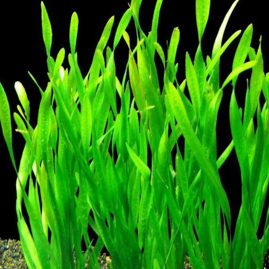 Vallisneria Spiralis