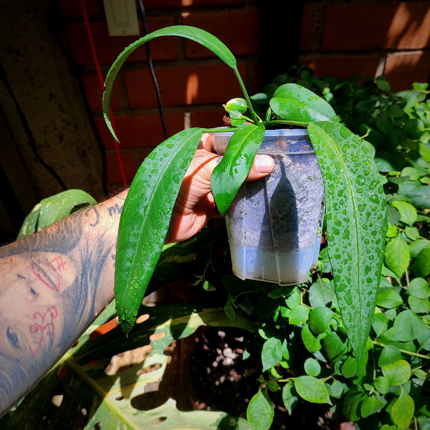 Anturio Vittarifolium
