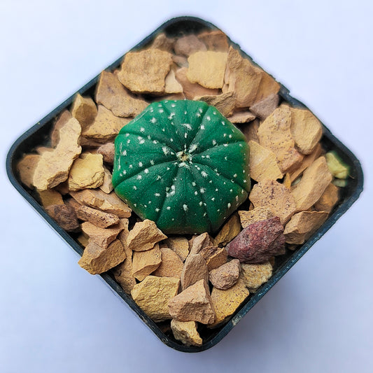 Astrophytum Asterias #4 en matera p5