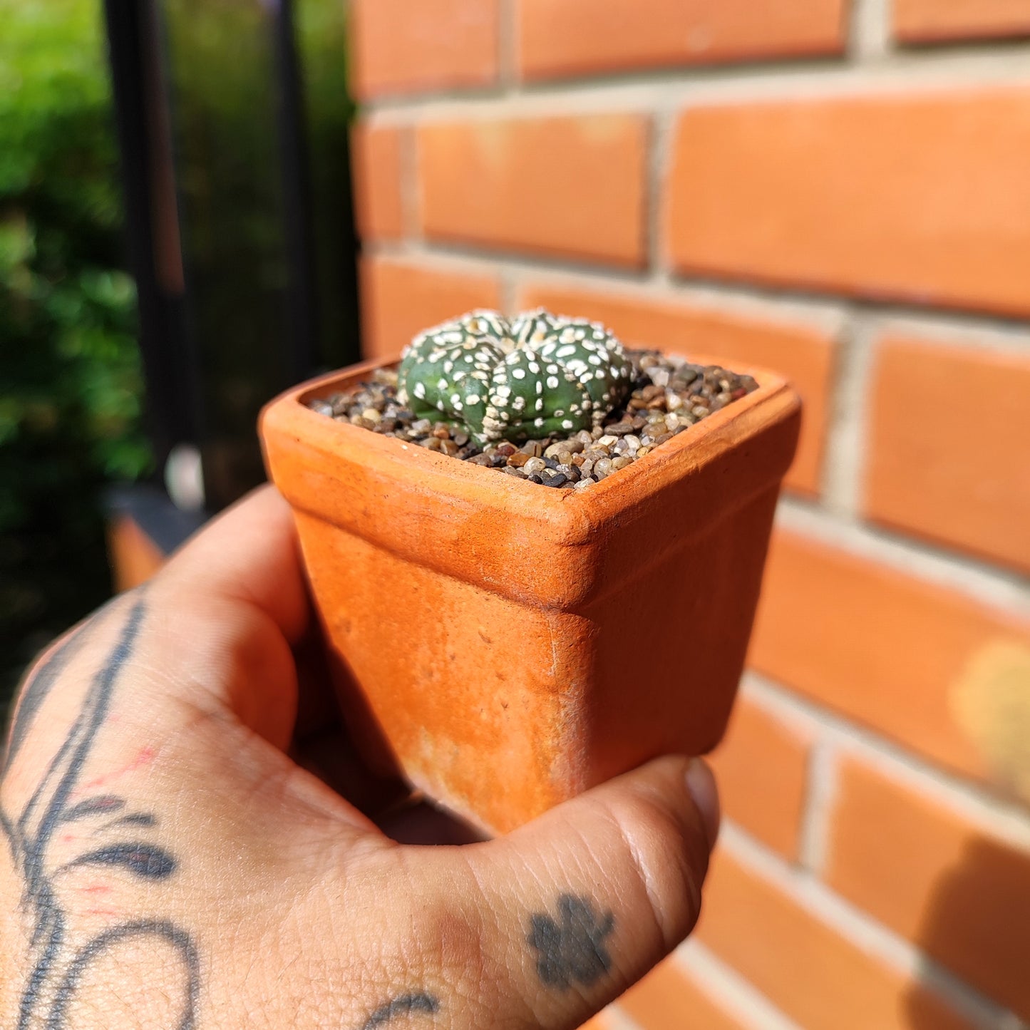 Astrophytum Asterias Super Kabuto #36 en matera de barro