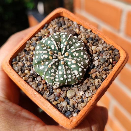 Astrophytum Asterias Super Kabuto #36 en matera de barro