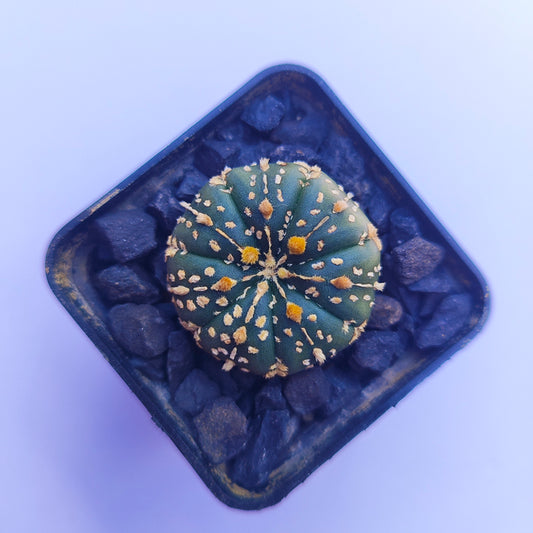 Astrophytum Asterias Super Kabuto #25 en matera p5