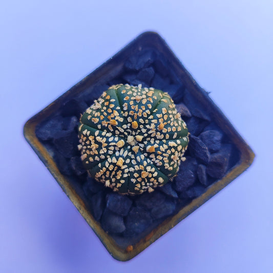 Astrophytum Asterias Super Kabuto #26 en matera p5