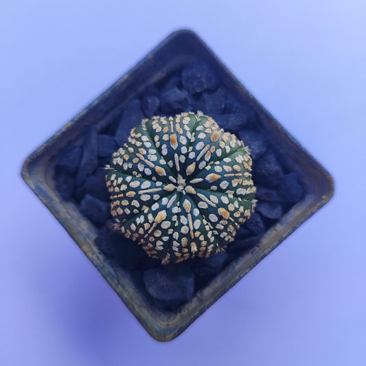 Astrophytum Asterias Super Kabuto #27 en matera p5