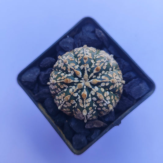 Astrophytum Asterias Super Kabuto #28 en matera p5
