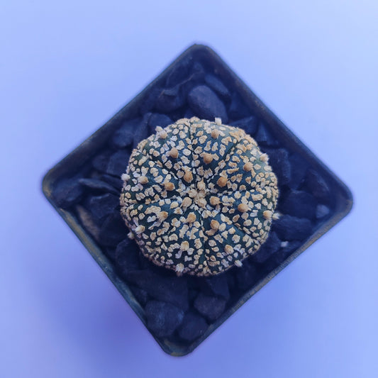 Astrophytum Asterias Super Kabuto #29 en matera p5