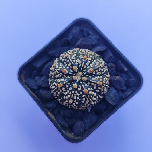 Astrophytum Asterias Super Kabuto #31 en matera p5