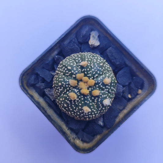 Astrophytum Asterias Super Kabuto #32 en matera p5