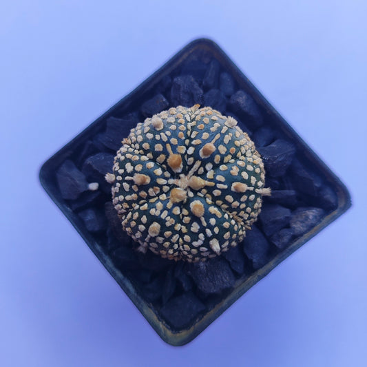 Astrophytum Asterias Super Kabuto #33 en matera p5
