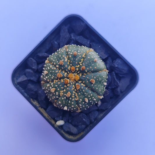 Astrophytum Asterias Super Kabuto #34 en matera p5