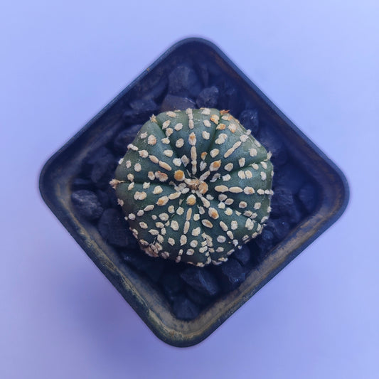 Astrophytum Asterias Super Kabuto #36 en matera p5