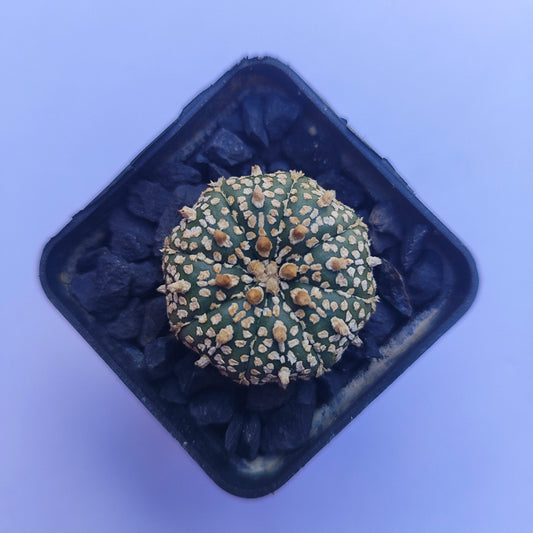 Astrophytum Asterias Super Kabuto #37 en matera p5