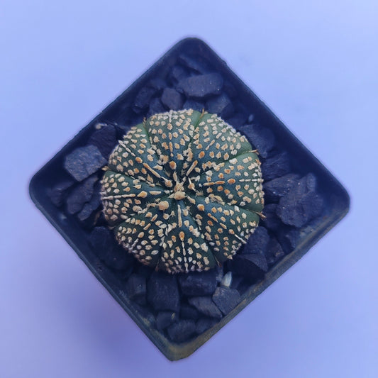 Astrophytum Asterias Super Kabuto #38 en matera p5