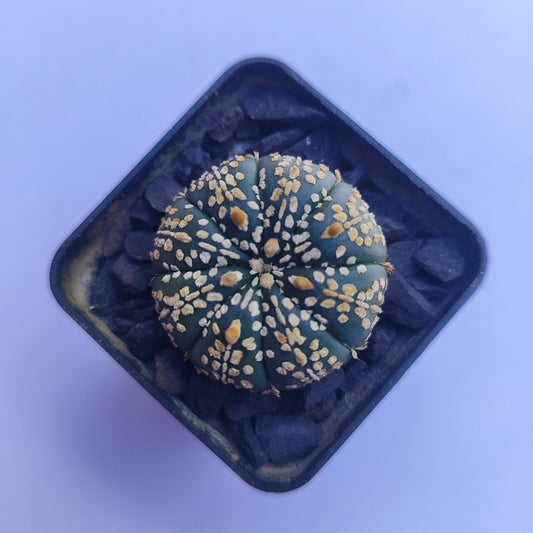 Astrophytum Asterias Super Kabuto #39 en matera p5