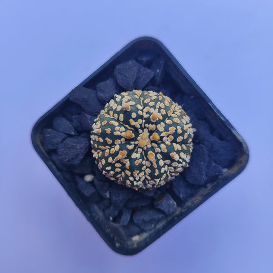 Astrophytum Asterias Super Kabuto #41 en matera p5