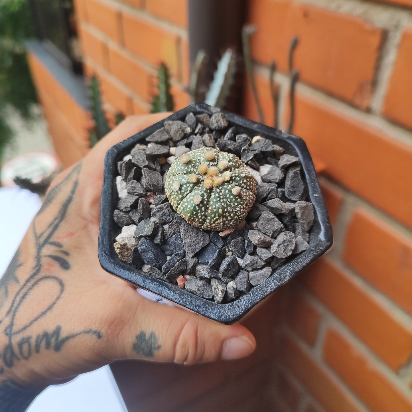 Astrophytum Asterias Super Kabuto #32 en matera pequeña de barro