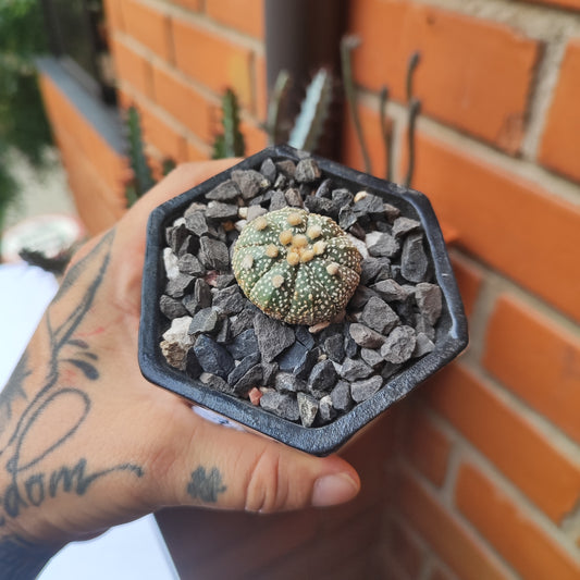 Astrophytum Asterias Super Kabuto #32 en matera pequeña de barro