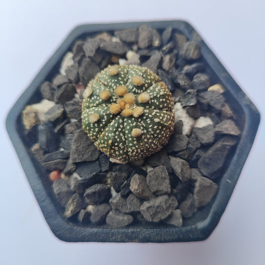 Astrophytum Asterias Super Kabuto #32 en matera pequeña de barro
