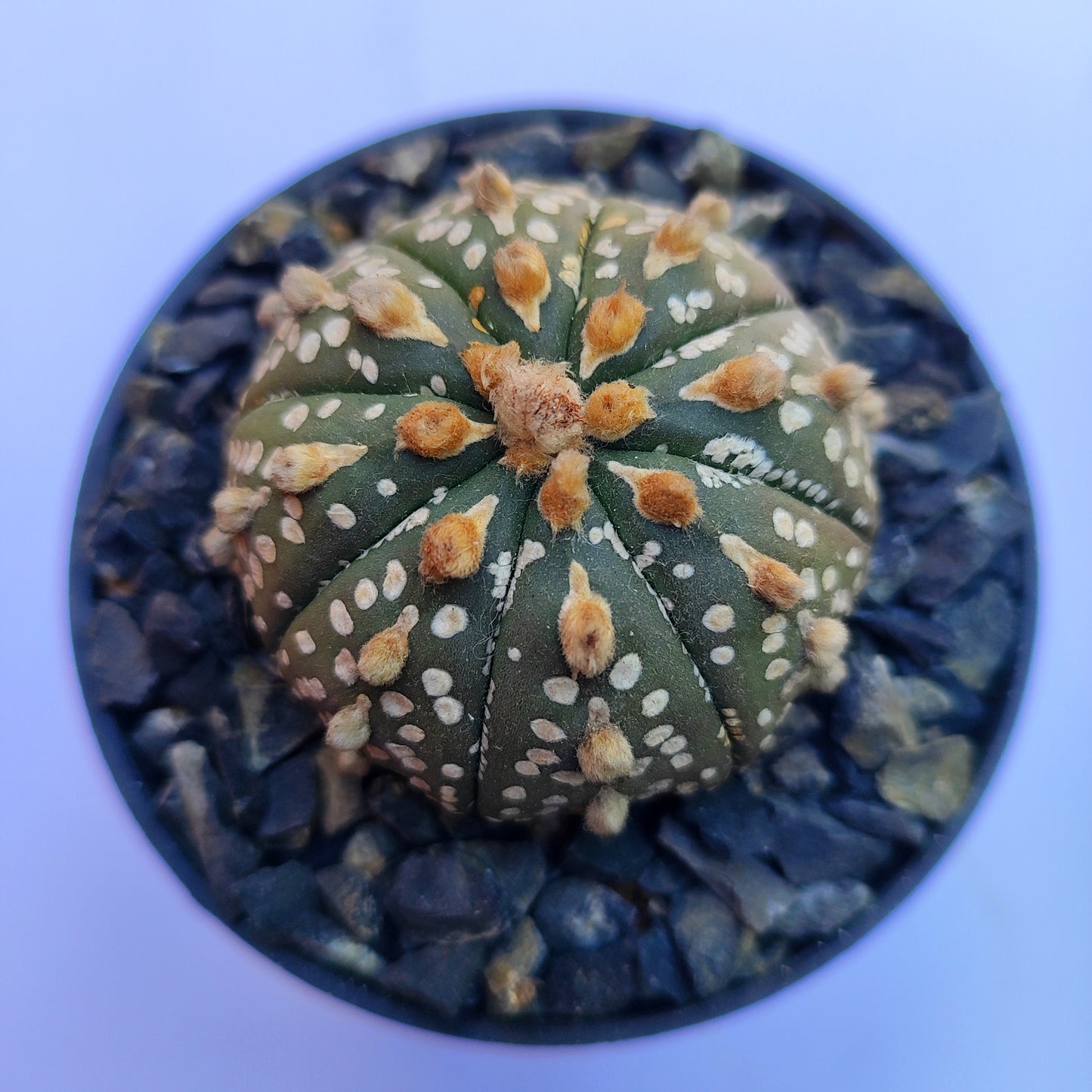 Astrophytum Asterias Super Kabuto #42 Mediano