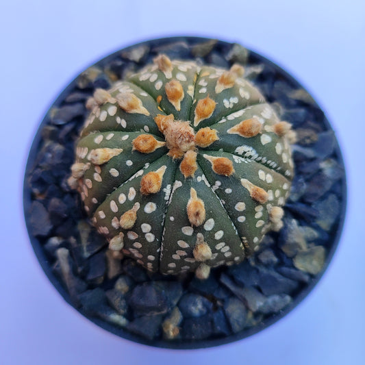Astrophytum Asterias Super Kabuto #42 Mediano