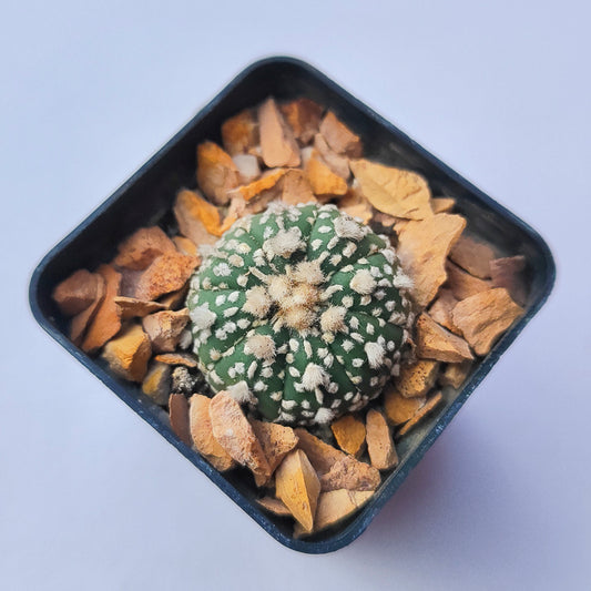 Astrophytum Asterias Super Kabuto #10 en matera p5