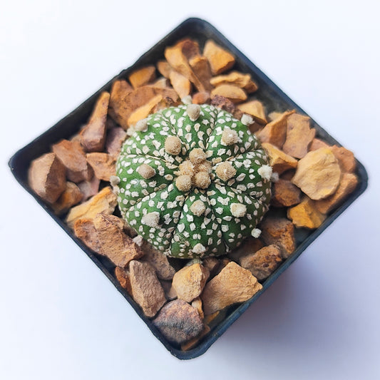 Astrophytum Asterias Super Kabuto #11 en matera p5