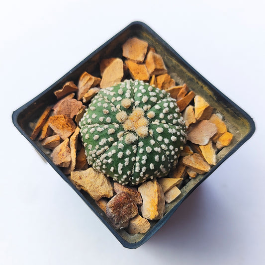 Astrophytum Asterias Super Kabuto #13 en matera p5